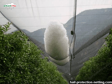 hail net protecting vegetables from the hail