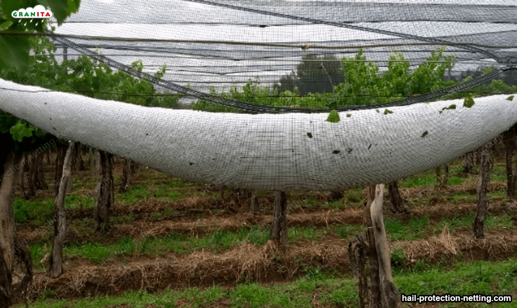 protect your trees from the hail with the hail mesh