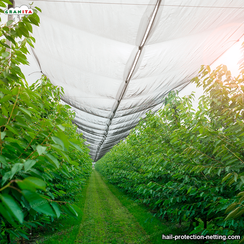 hail barrier net installed in a field