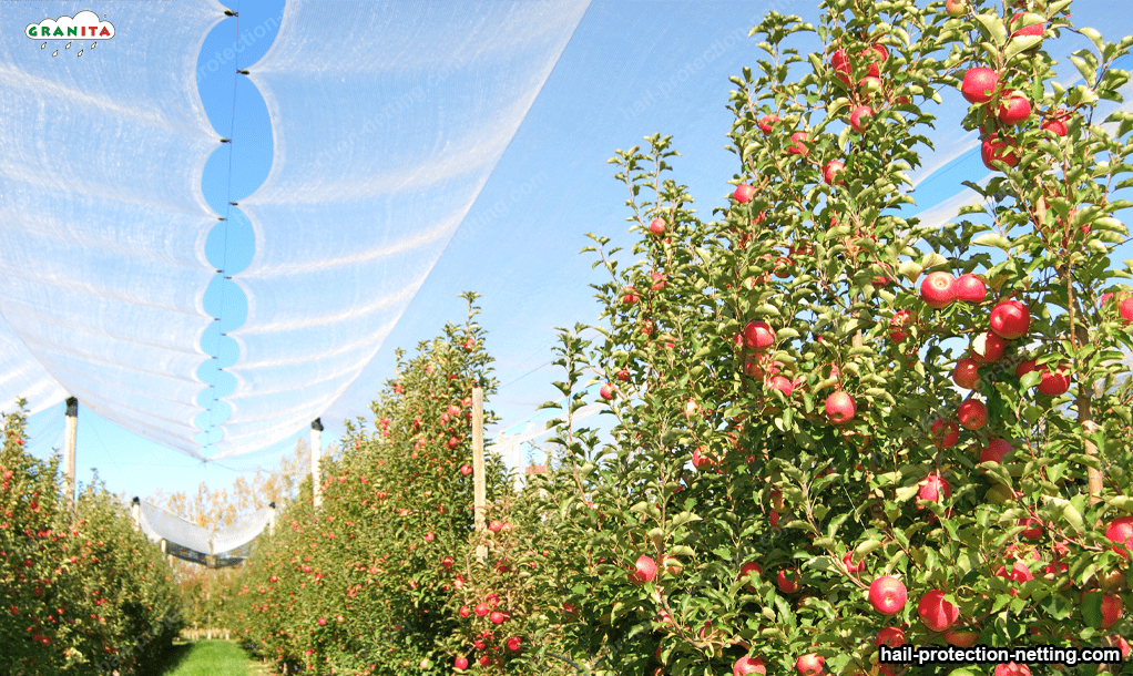 fruits protected by hail mesh