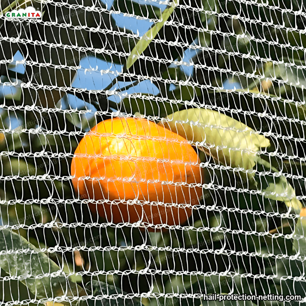 a closer shot of hail net protecting orange tree