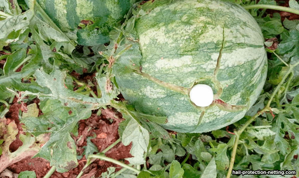 watermelon damaged by a hail