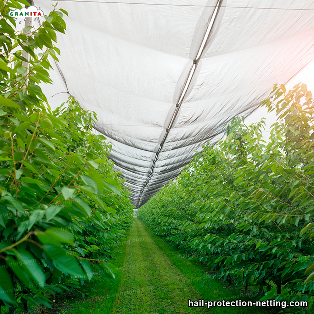 the hail protection net installed in a field