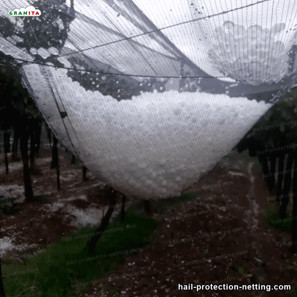 A picture of large amount of hail in a hail barrier mesh